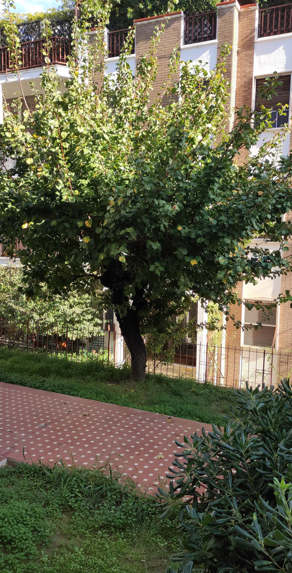 Standard Double room with garden view full double bed