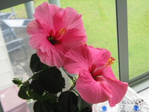 Hibiscus Bed & Breakfast - Waihi Beach